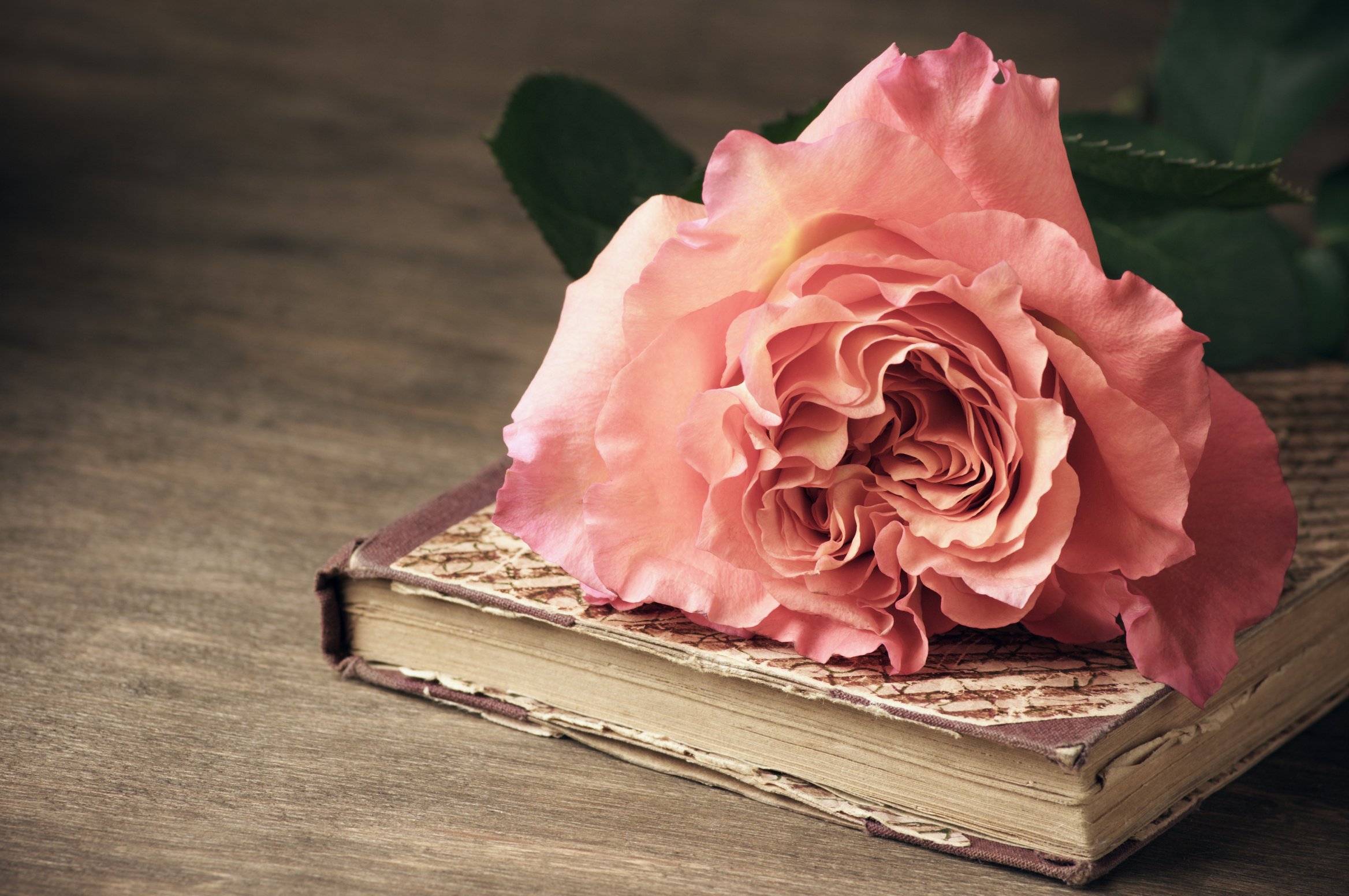 Rose and vintage book